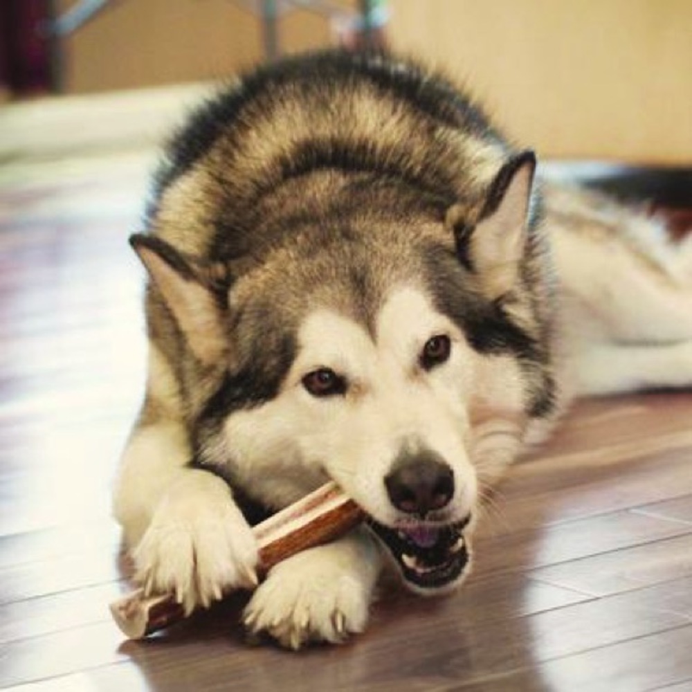 KONG WILD ALL-NATURAL SPLIT ELK ANTLER FOR DOGS XL 70LBS. & UP NEW! - Picture 5 of 5